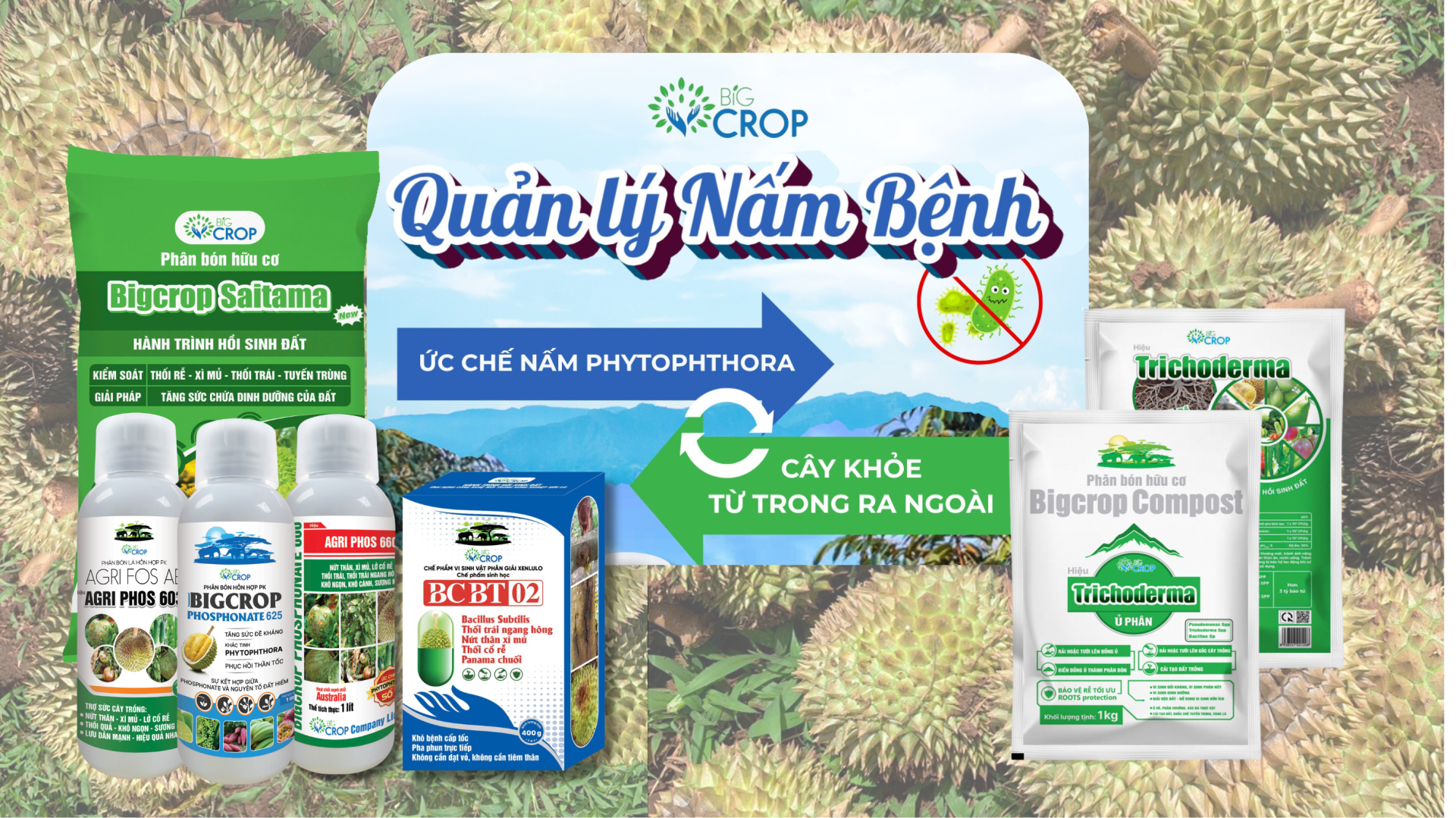QUẢN LÝ & KIỂM SOÁT DỊCH BỆNH DO PHYTOPHTHORA TRONG MÙA MƯA